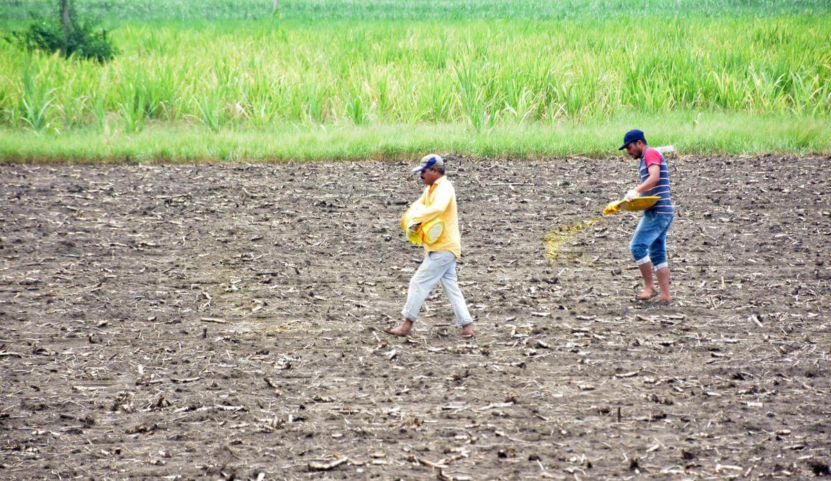 Telangana Kharif sowing surges in 2025, paddy continues to lag