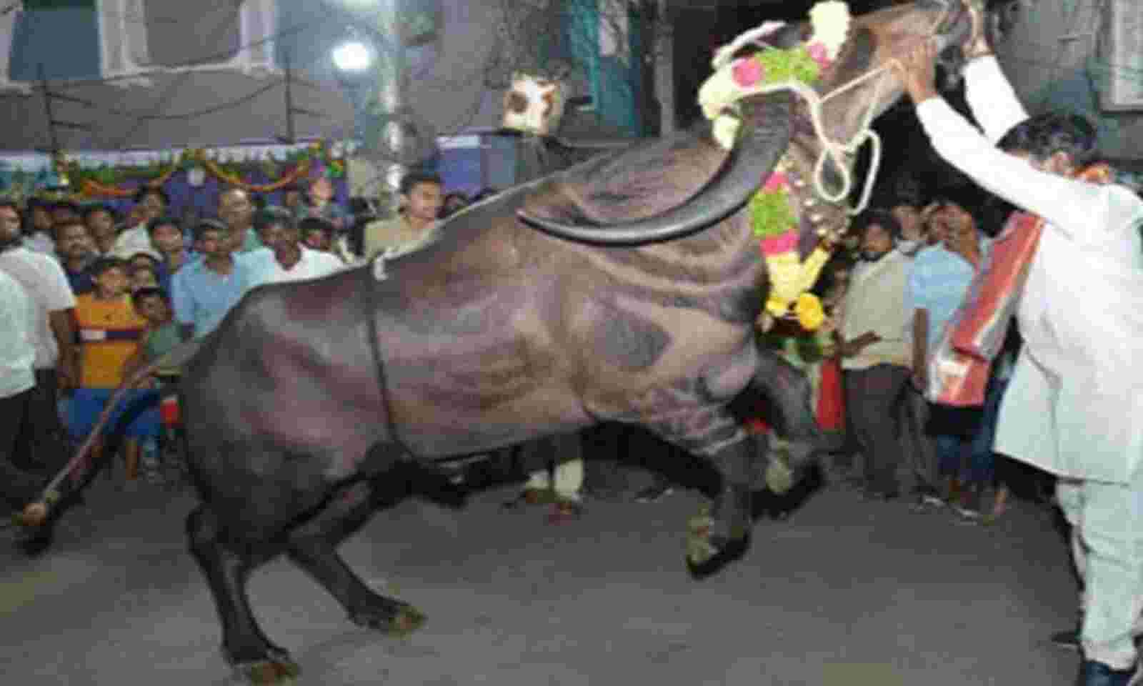 Yadav community celebrates the Sadar Utsav with a lot of zeal.