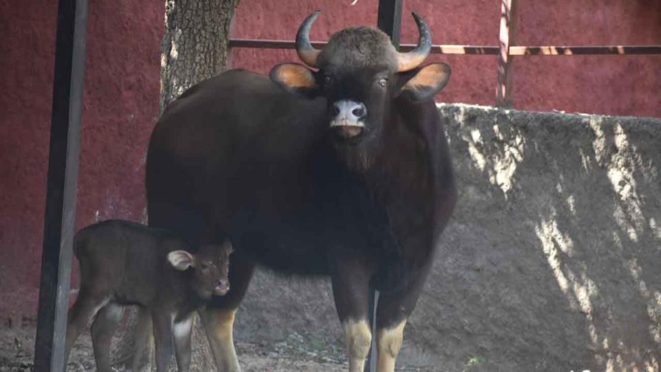 nehruzooparkenhancesvisitorsexperiencewithnewanimals