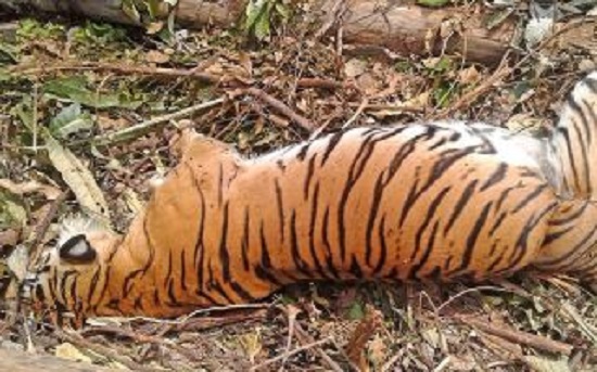 forestofficialsintelangana’smulugudistricthavearrestedfivetribalsforkillingatigerintadvaiforests