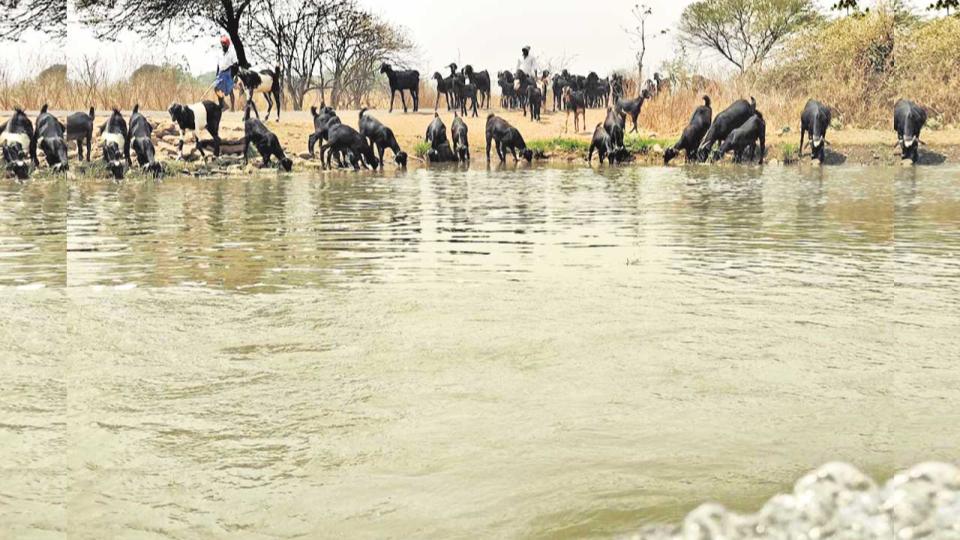 farmerhelpscattlequenchthirstduringsummerinsangareddy