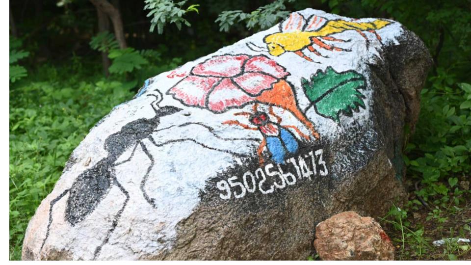 ouemployeepaintscampusrocksboulderstospreadmessage