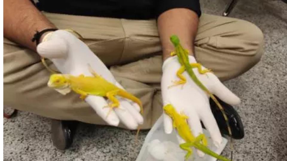 Passenger Possessing Wildlife Species Held at RGI Airport