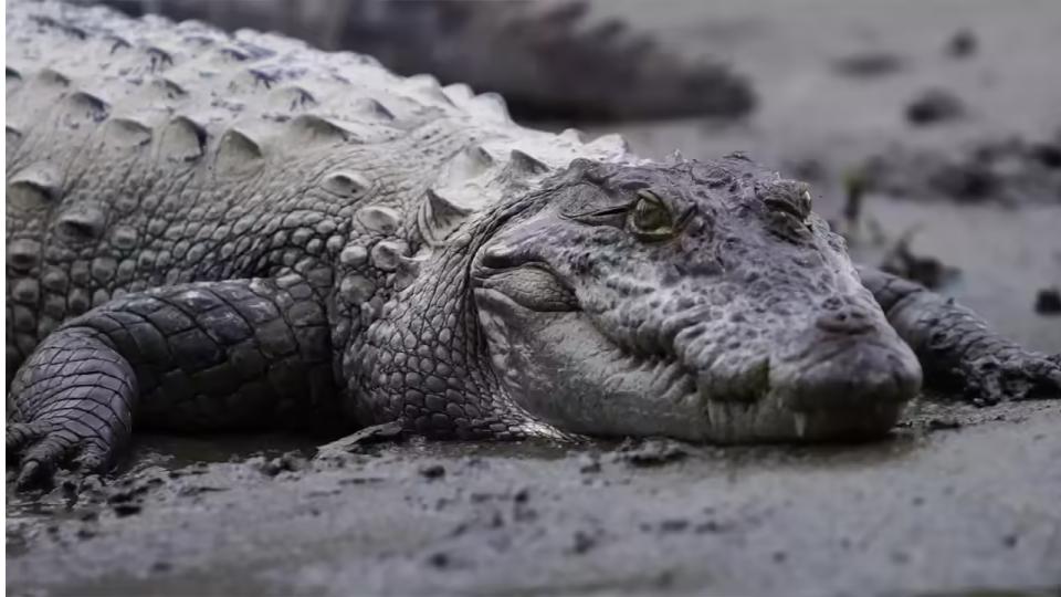 Four-foot crocodile spotted at Langer Houz in Golconda