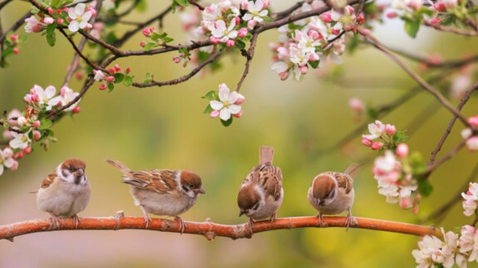 Fourth season of Hyderabad Bird Atlas to begin on July 4