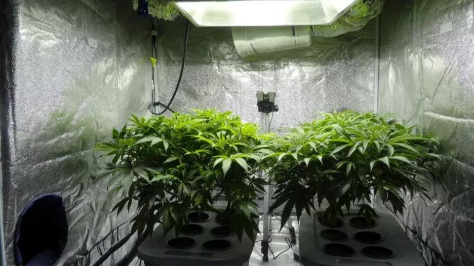 14 Crore Worth Ganja Seized at RGI Airport, one held