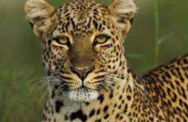 leopardontheprowlonicrisatcampuscaptured