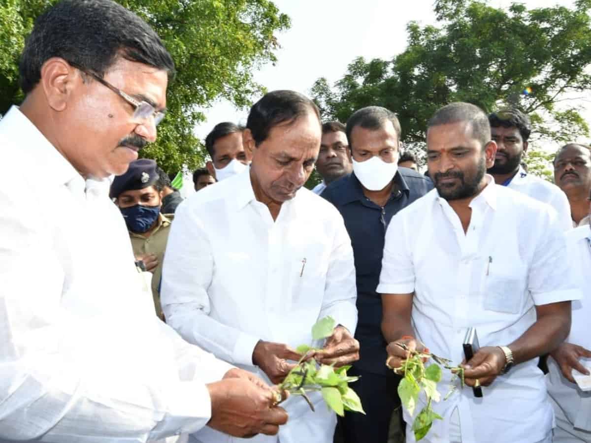cmkcrinteractswithhorticulturefarmersinsuryapet