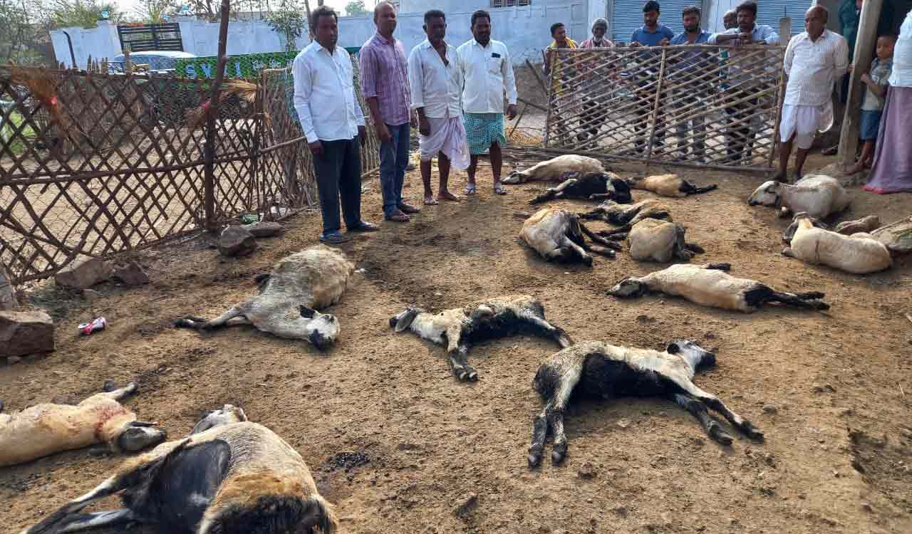 19 sheep killed in street dog attack in Jagtial