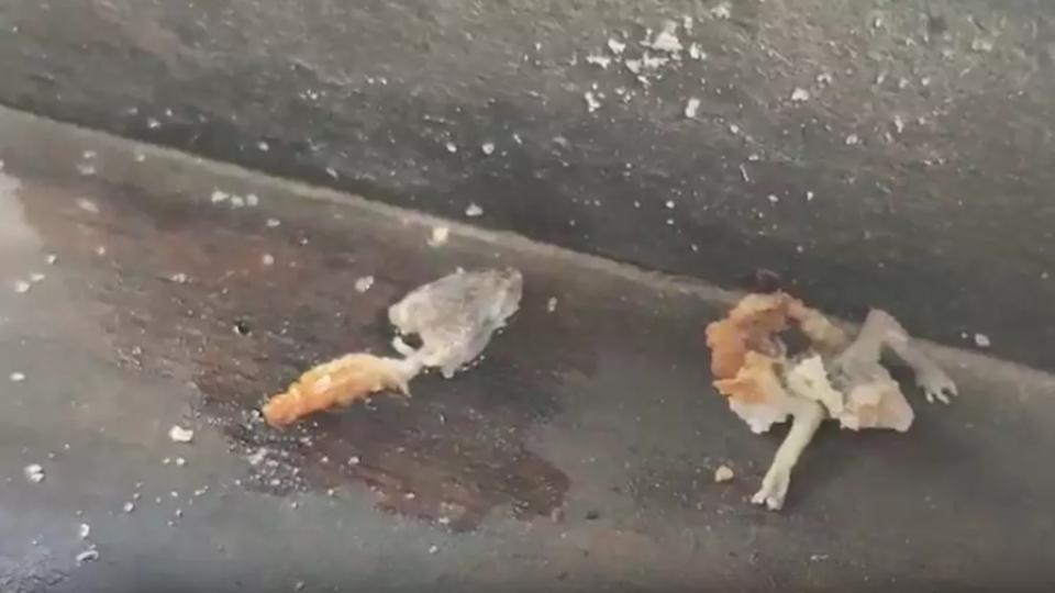 Lizard Found in Vada at Warangal Tiffin Centre