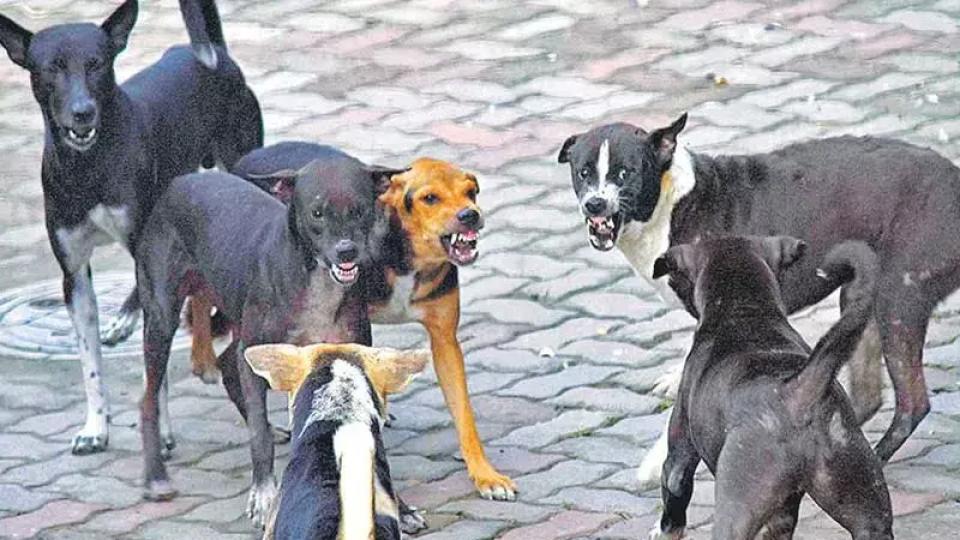 ghmcyettofollowupondogbiteincidents
