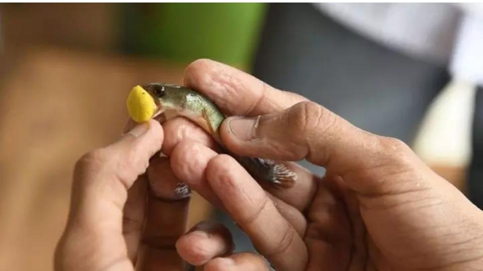 38,000 tokens issued for fish prasadam in Hyderabad