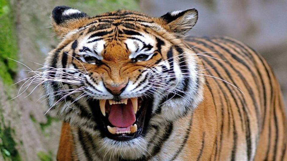 sightingoftigertriggerpanicamongmotoristsinasifabad