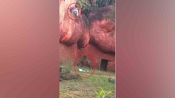 manclimbsoverlionenclosurewallsinhyderabadzoo