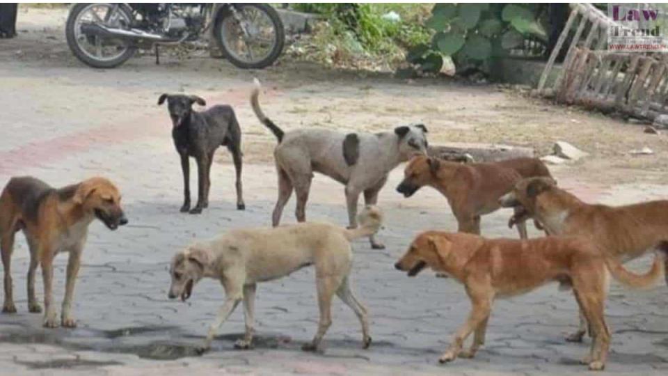 50straydogseuthanisedinmancherial