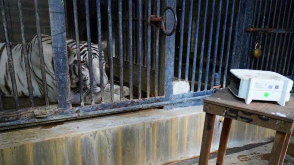 nehruzoologicalparktakesextrameasurestokeepanimalswarmduringcoldwave