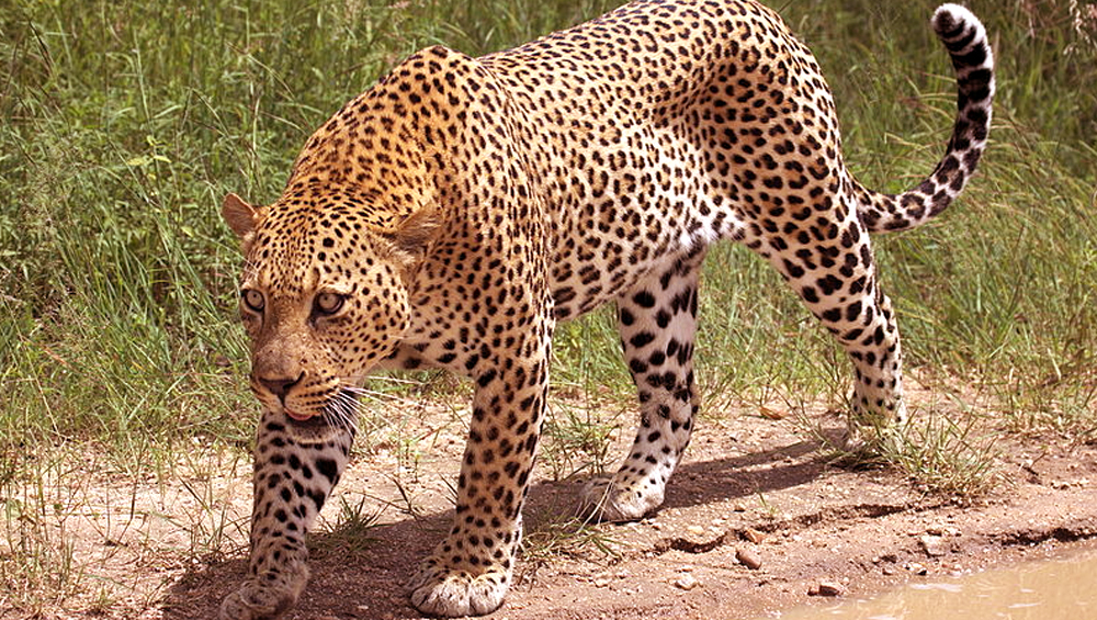 leopardkillsdognearfarmhouseinjagtial