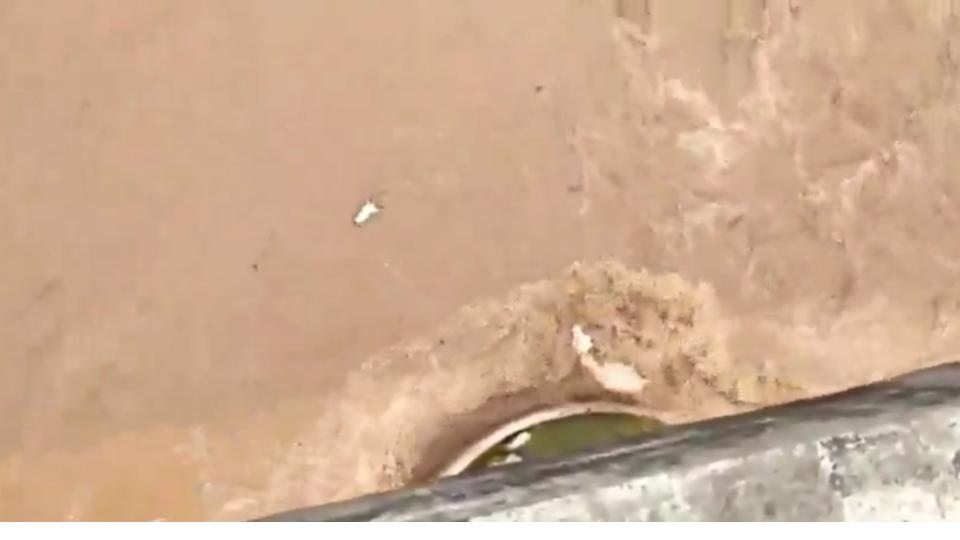 videoofcattlewashawayinpeddavaguduetoheavyrainsinasifabad