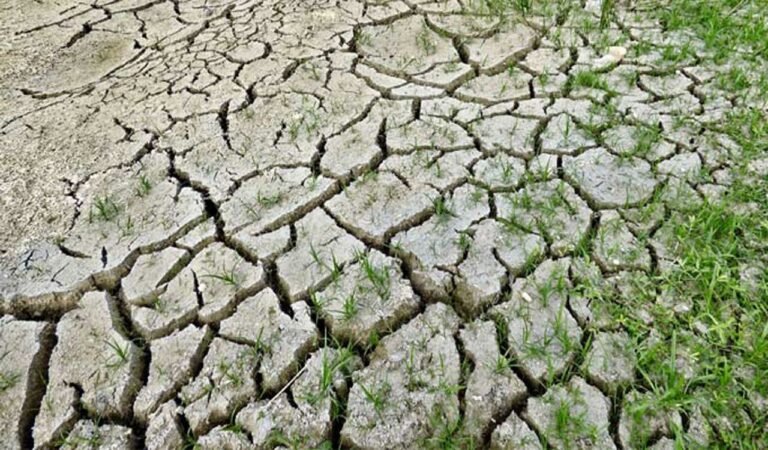 Drought-like conditions in 315 mandals in Telangana: Agriculture Minister
