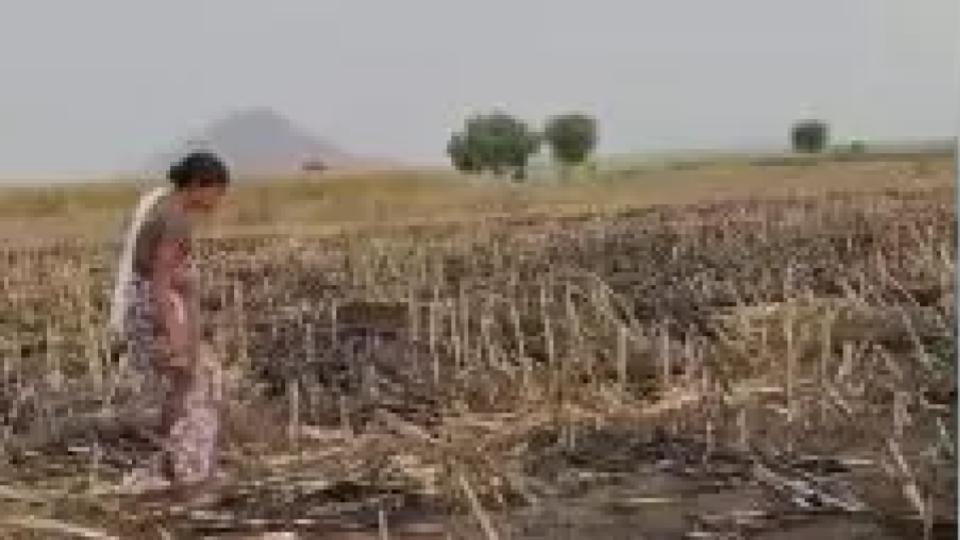 Fire Destroys 15 Acres Maize Crop in Mahbubabad