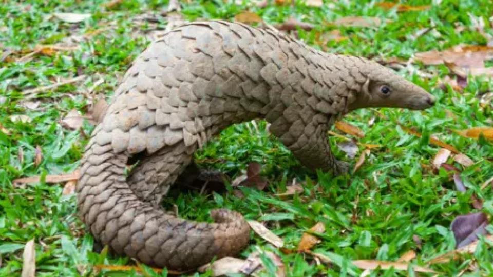 DRI seizes 6.5 kg of Pangolin Scales in Telangana, 4 held