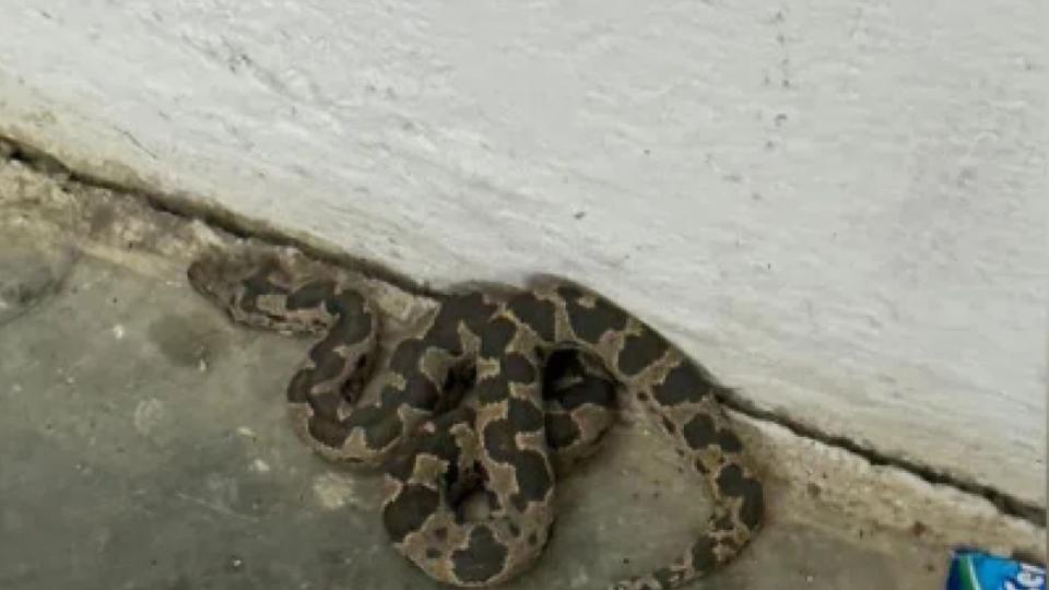 MBBS students of Medak Govt college raise safety concerns over snake sightings