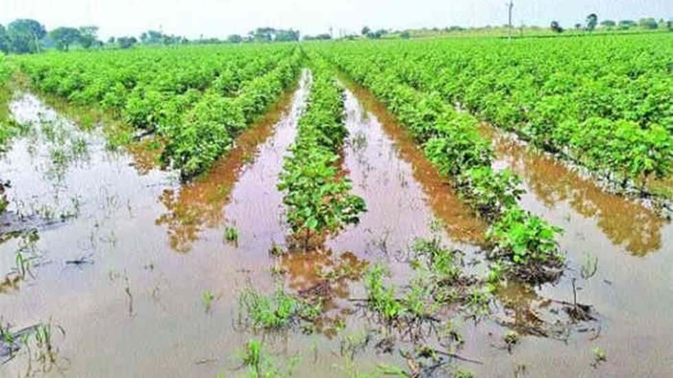 Heavy rains damage crops in 56,000 acres in erstwhile Adilabad region