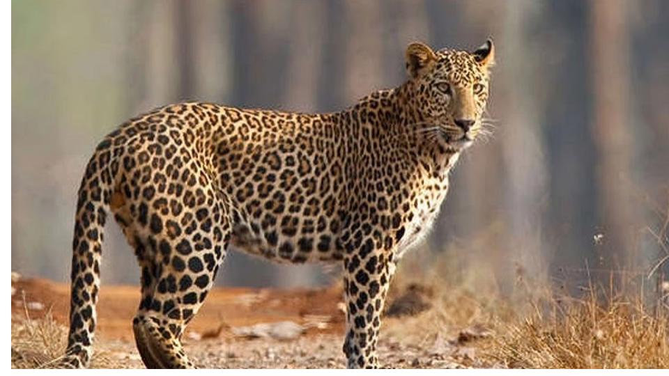 Alleged leopard sightings trigger panic in Golconda area
