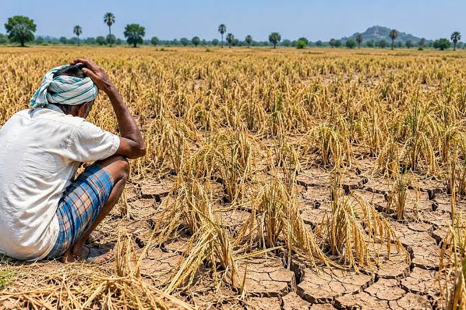 Telangana farmers criticise delay in declaring drought-hit mandals, seek crop-loss compensation