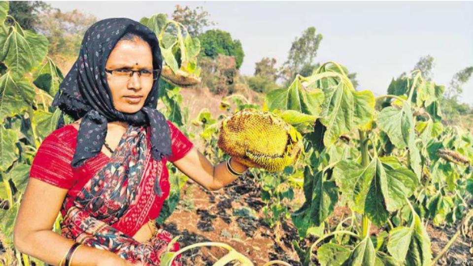 womanfarmerleavessunflowerjowarcropforbirdstofeedinsangareddy