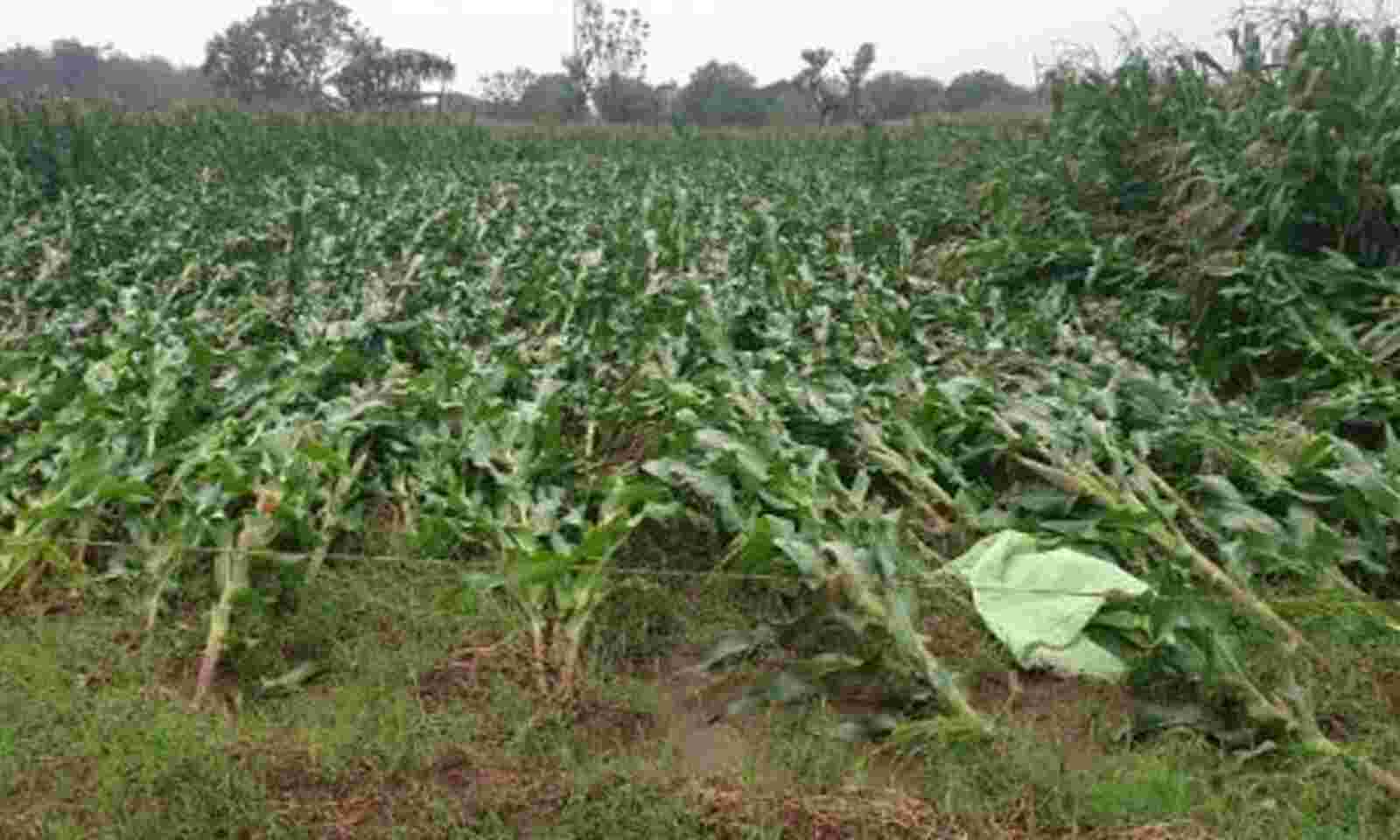 Hailstorm damages crops in Nizamabad, Sircilla dists