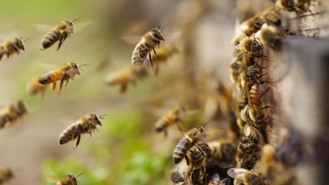 Eight farm labourers injured in bee attack in Nirmal