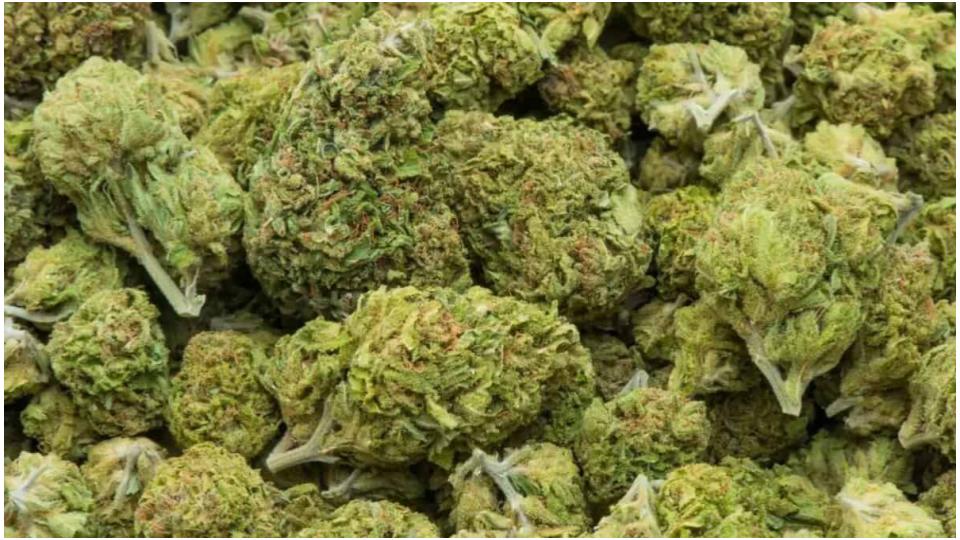 Customs seize 14 kg hydroponic marijuana at RGIA