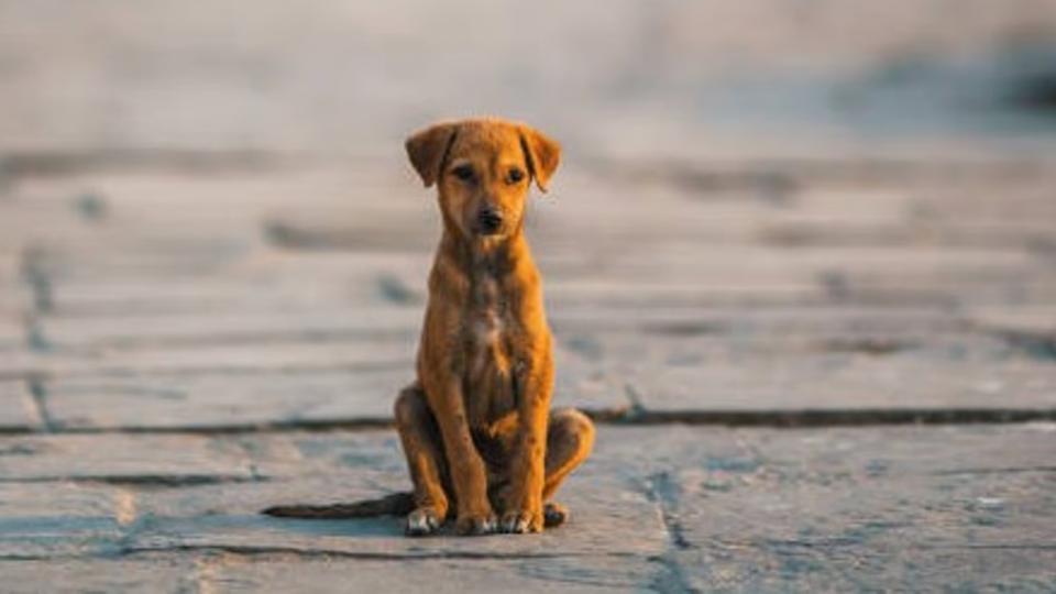 FIR booked against man for allegedly running over a puppy in Saroornagar