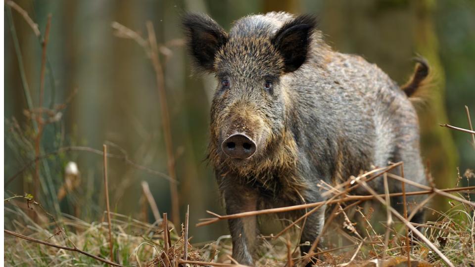 Telangana Forest officials arrested three men for hunting wild boar