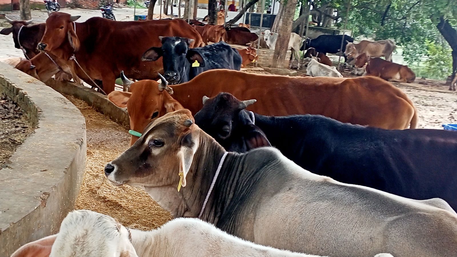 aheadofeidaladhavhpcallsforprotestagainstcowslaughteronjune14