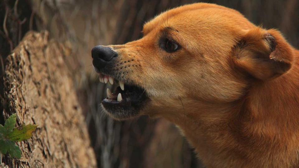 Stray Dogs Kill 23 Sheep in Chevella