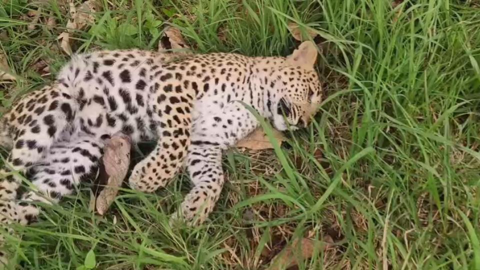 Leopard Cub Found Dead in Amrabad Tiger Reserve on Srisailam Road