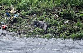 Crocodile spotted in Musi River at Langer Houz again