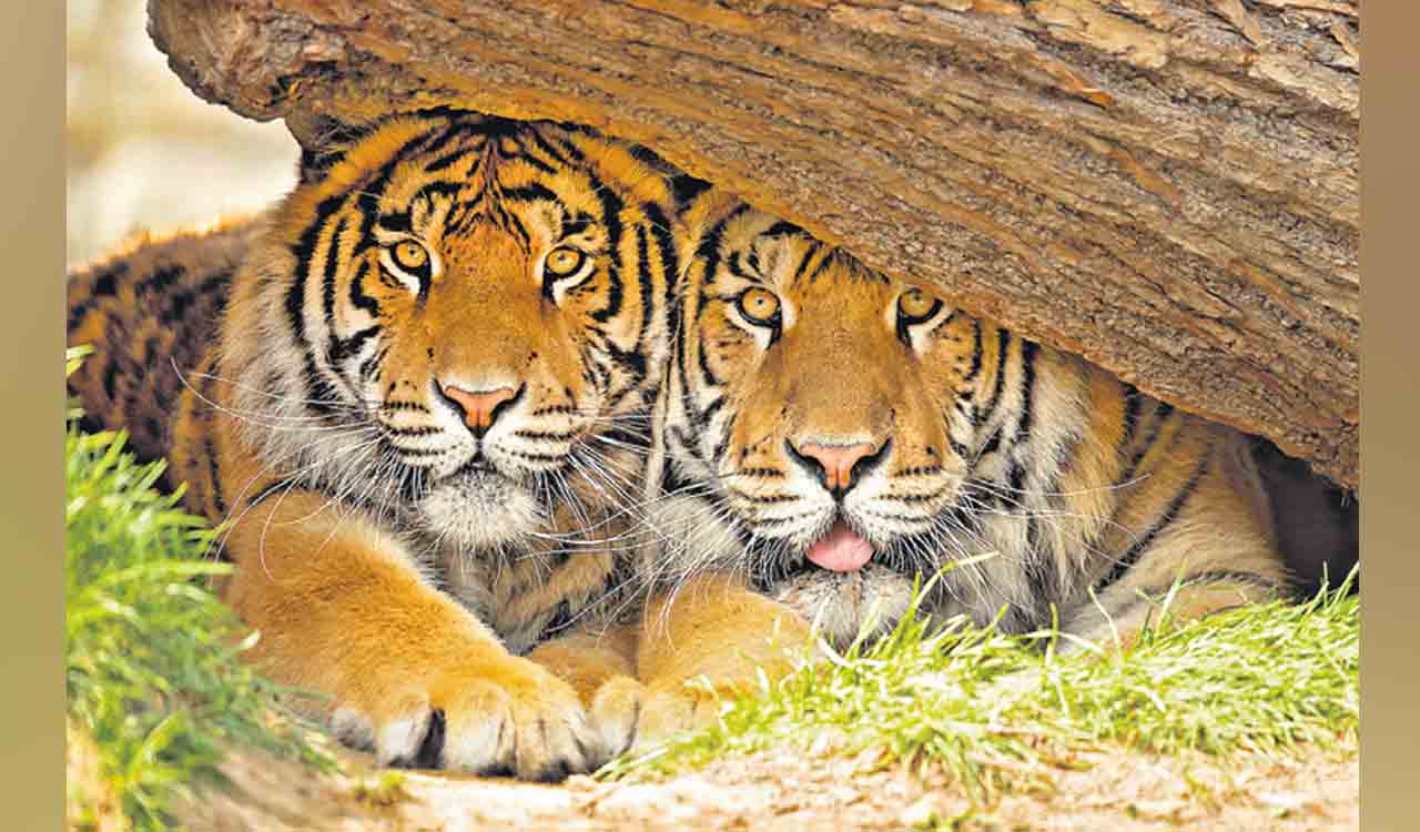 tsrtcunveilsmobiletigerphotoexhibition
