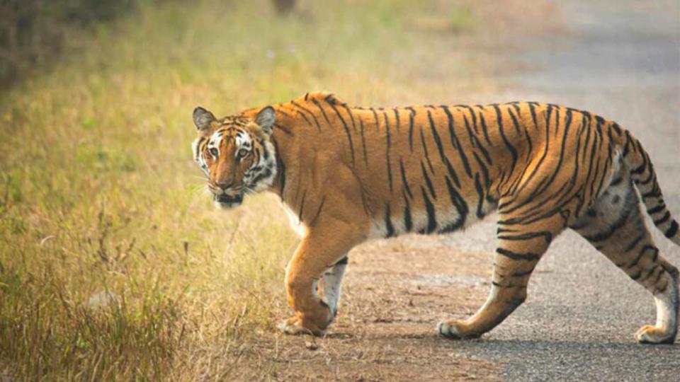 Tiger movement sparks panic among villagers in Mancherial