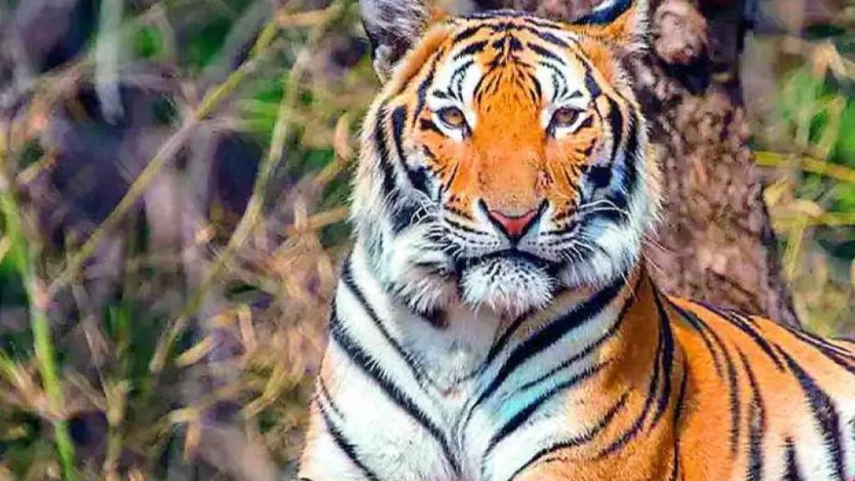 Tiger kills two cows, creates panic in Asifabad