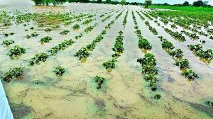 Farmers hit again by heavy rains in several districts