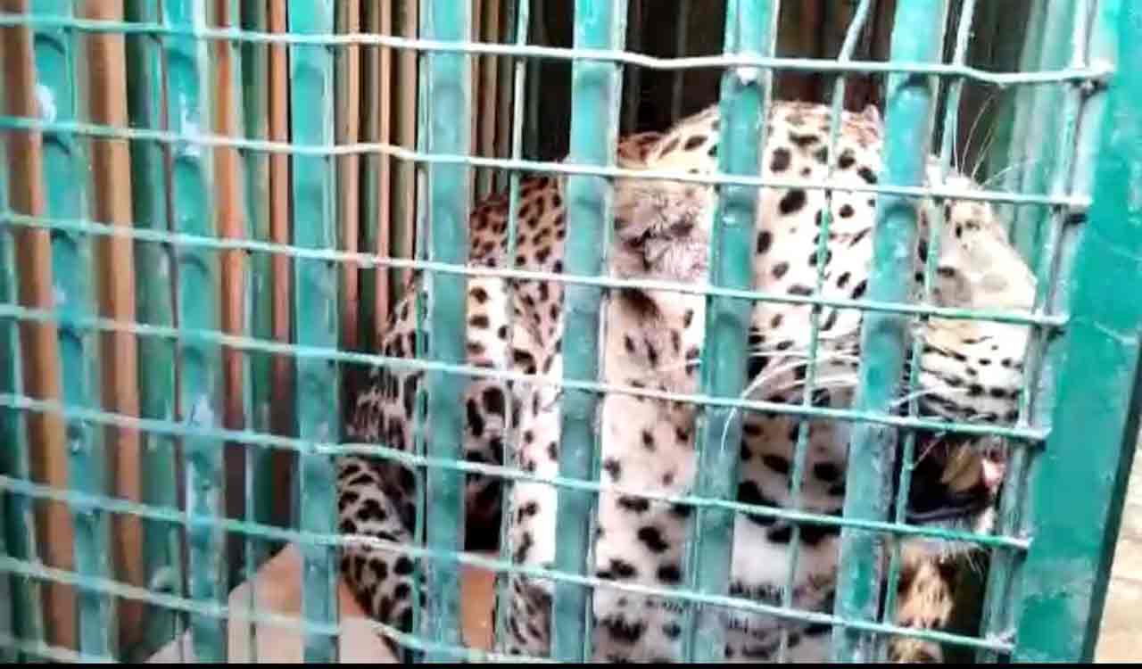 leopard-caught-shifted-to-nehro-zoo