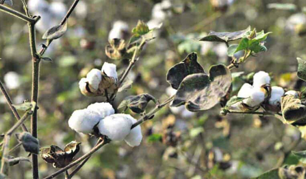 cottonprocurementstalledinerstwhilekarimnagar