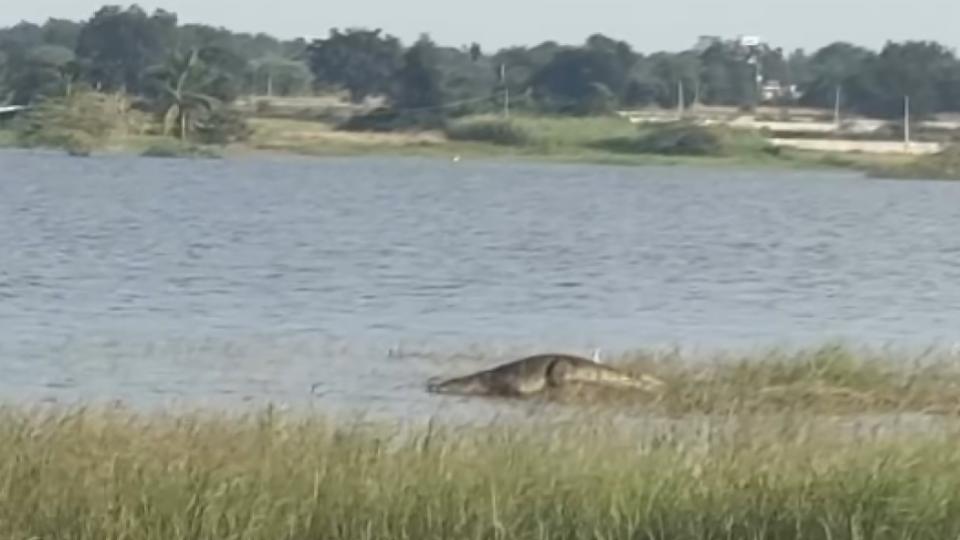 Crocodiles creates panic among fishermen in Sadasivapet