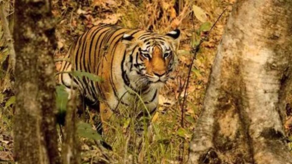 telanganainvitescitizenstoparticipateintigercensus