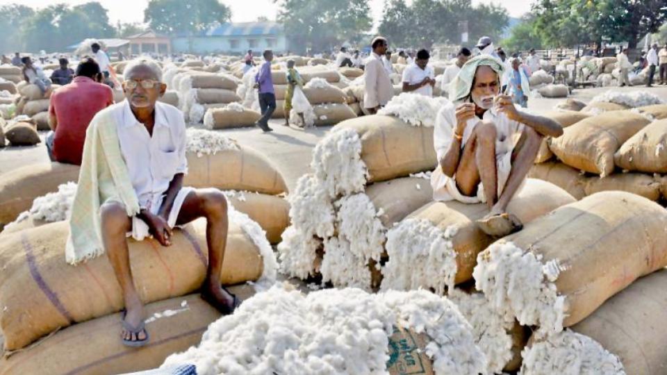Adilabad Cotton Farmers Struggle To Sell Wet Produce 