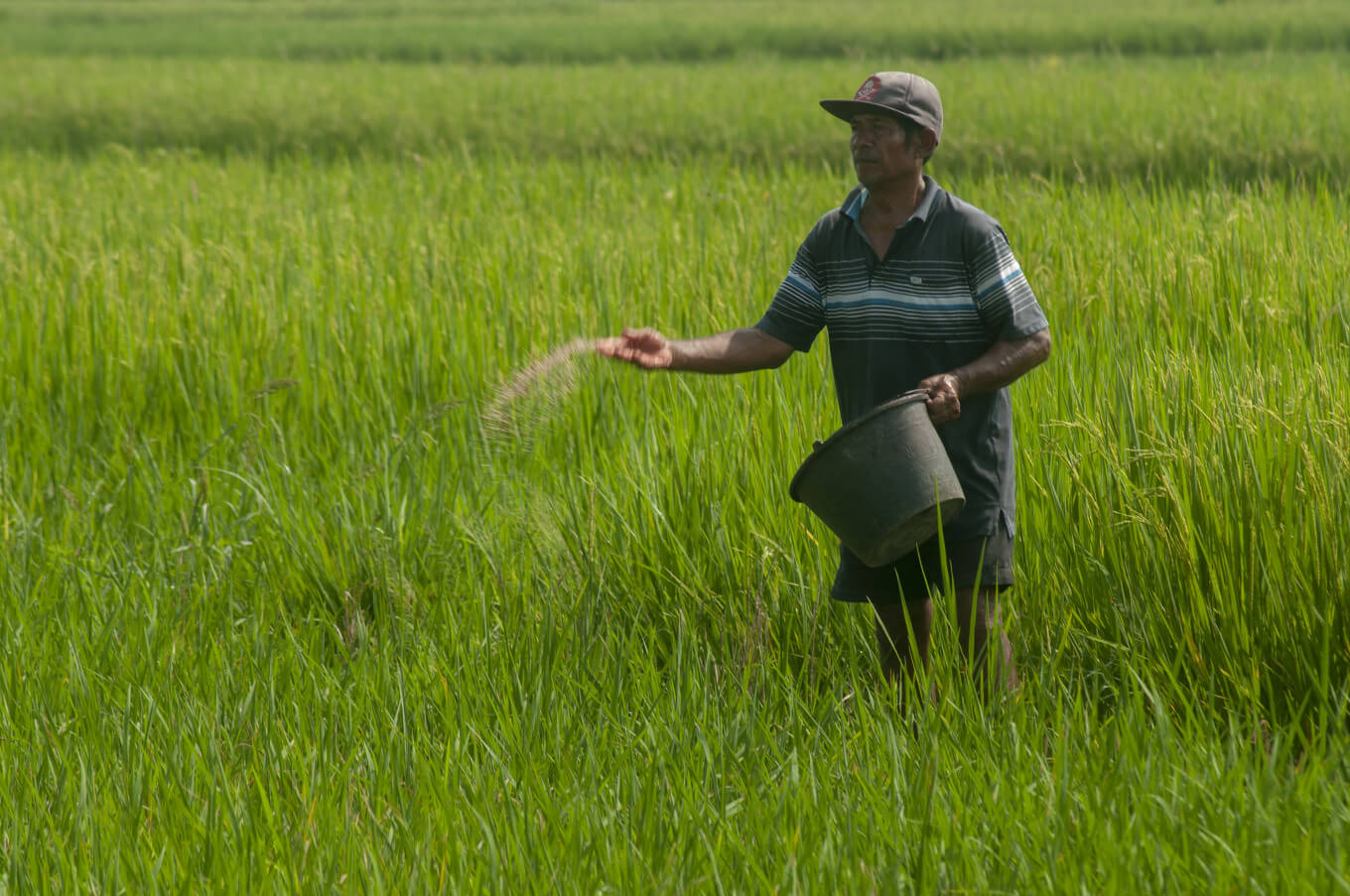 Government slashes subsidy on green manure seeds, another blow for Telangana