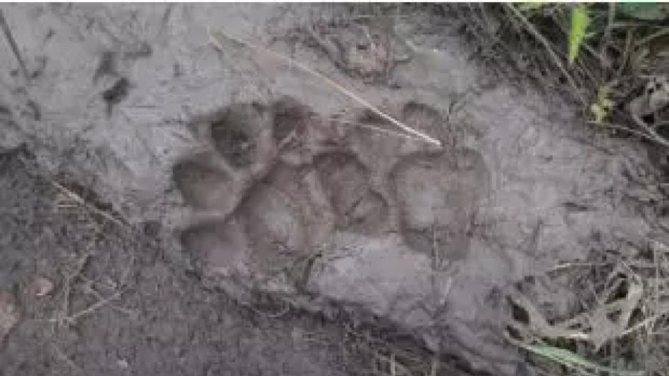 Suspected Leopard Pug Marks Found Near School at Shamshabad airport